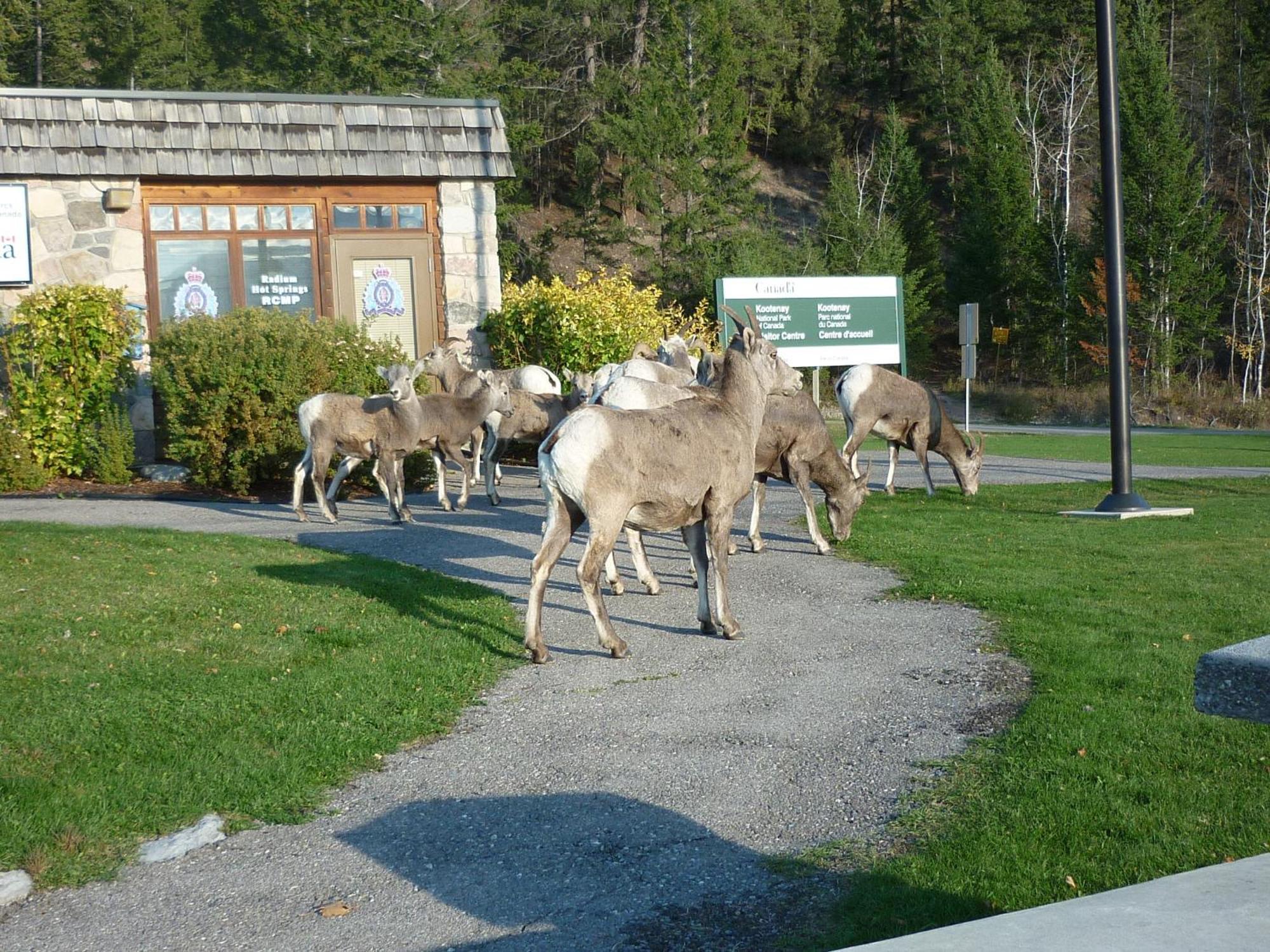 Motel Bavaria Radium Hot Springs Zewnętrze zdjęcie